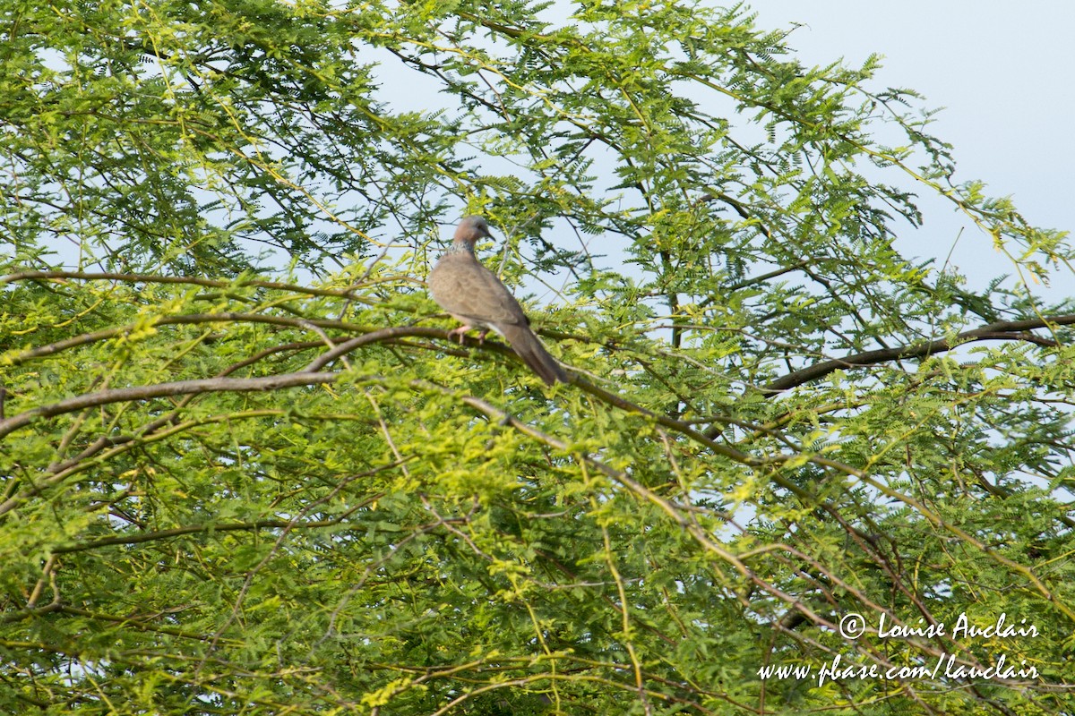 Spotted Dove - ML125517881