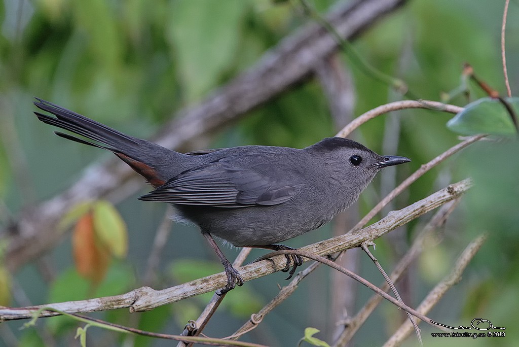 Gray Catbird - ML125519541