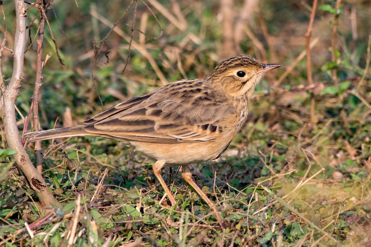 Blyth's Pipit - Kavi Nanda