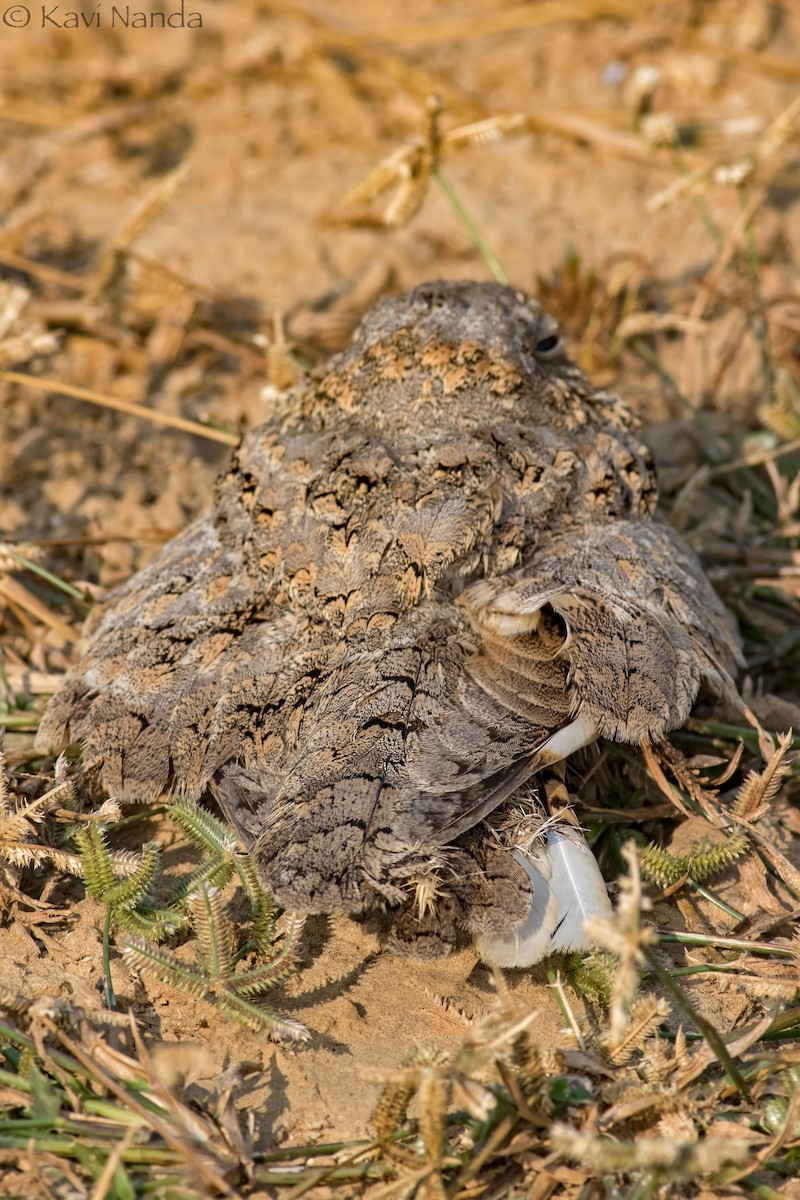 Sykes's Nightjar - ML125519711