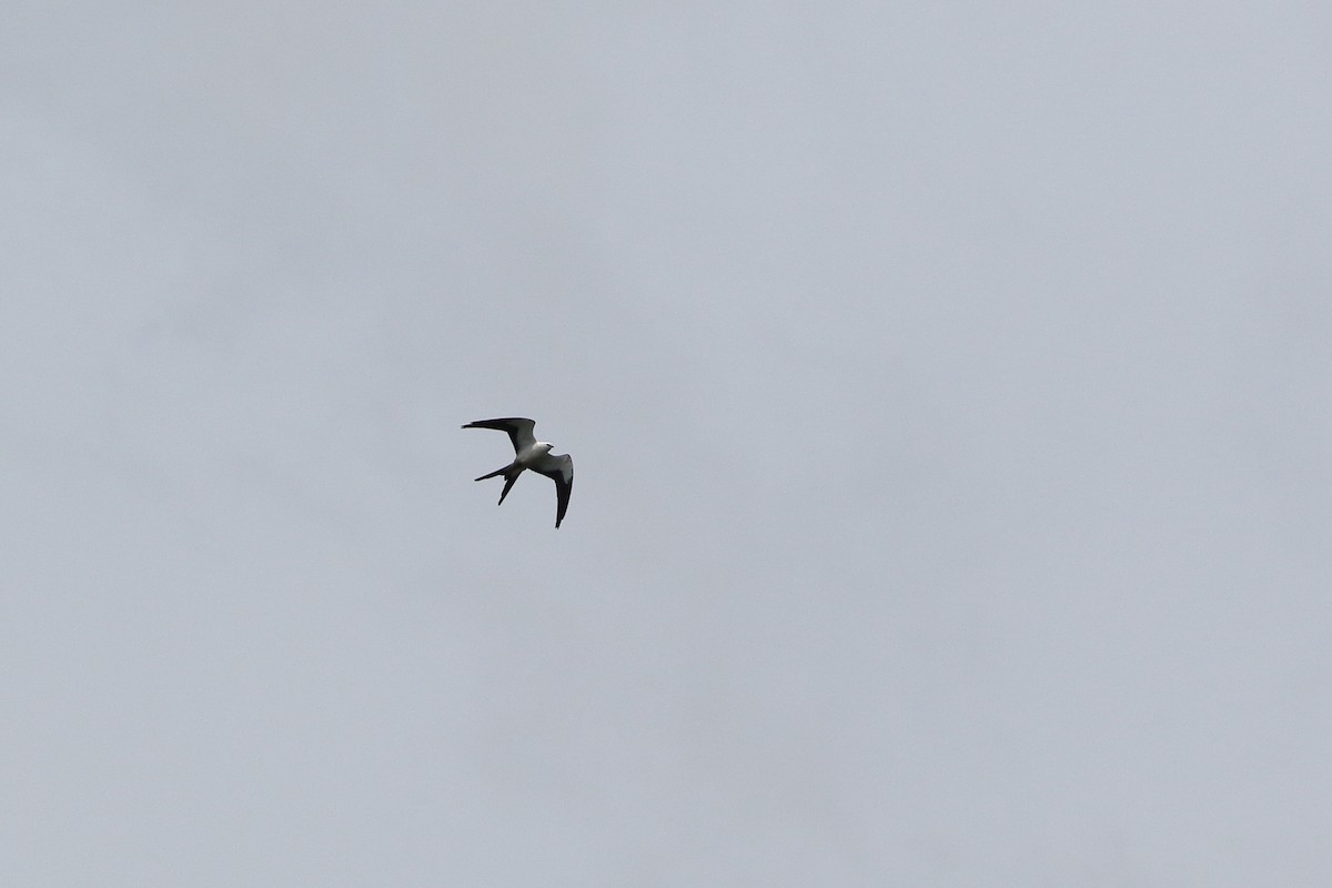 Swallow-tailed Kite - ML125520171