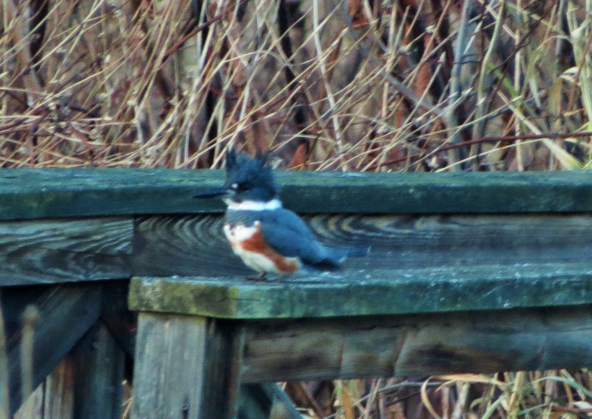 Belted Kingfisher - ML125522481