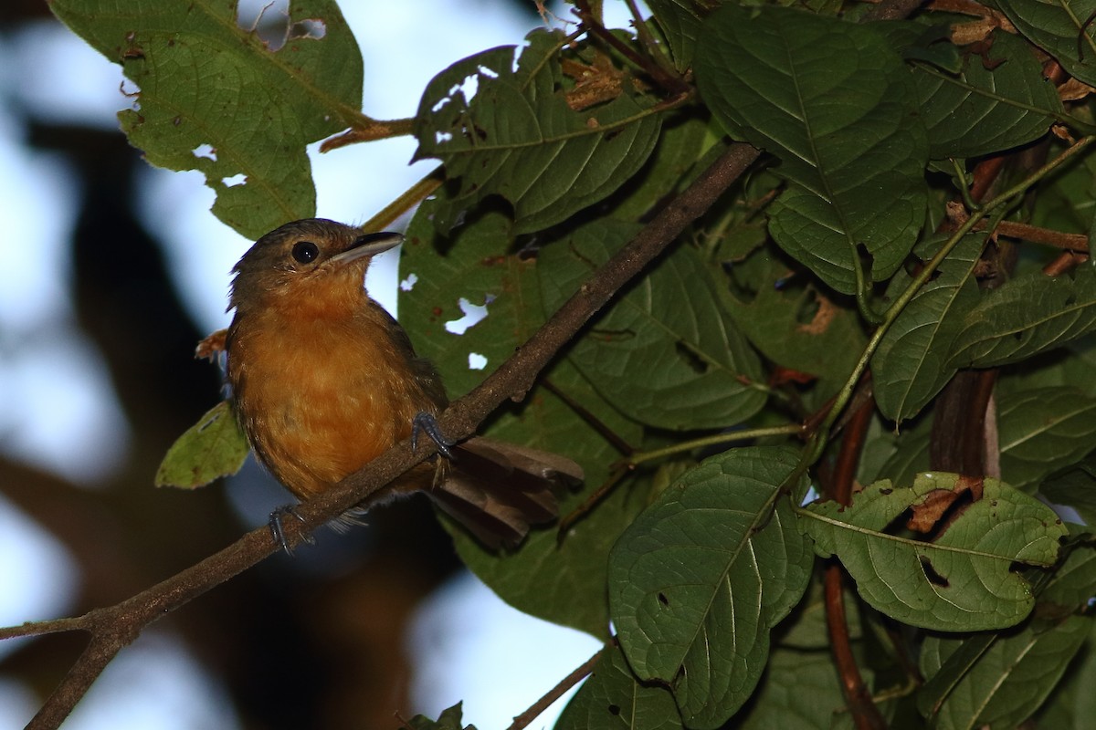 Dusky Antbird (tyrannina/crepera) - ML125523911