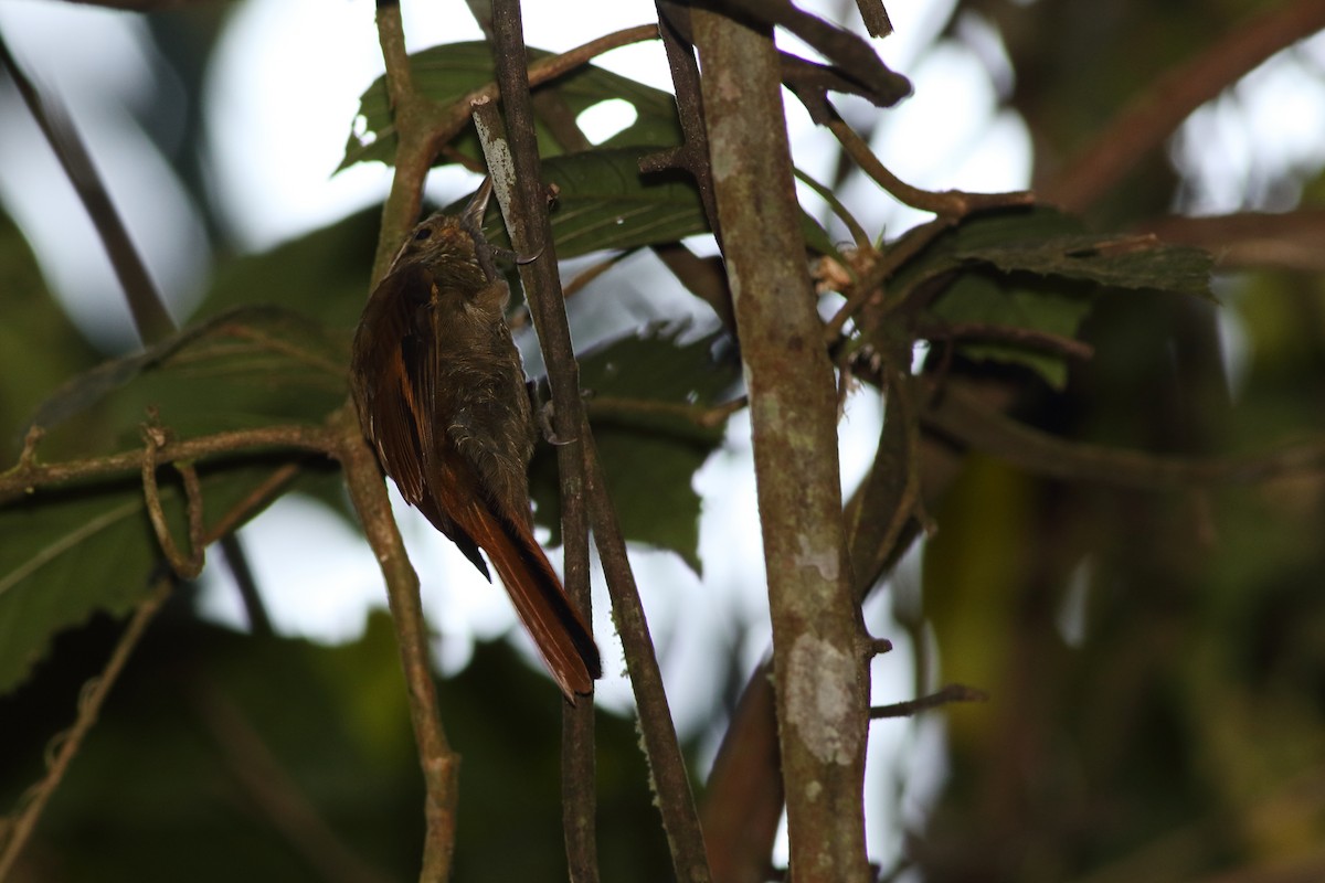 Plain Xenops (mexicanus Group) - ML125524141