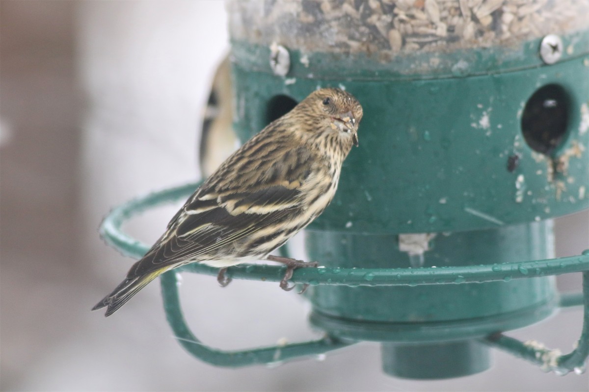 Pine Siskin - ML125525381