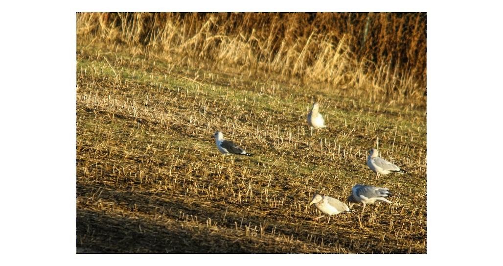 Lesser Black-backed Gull - ML125527351