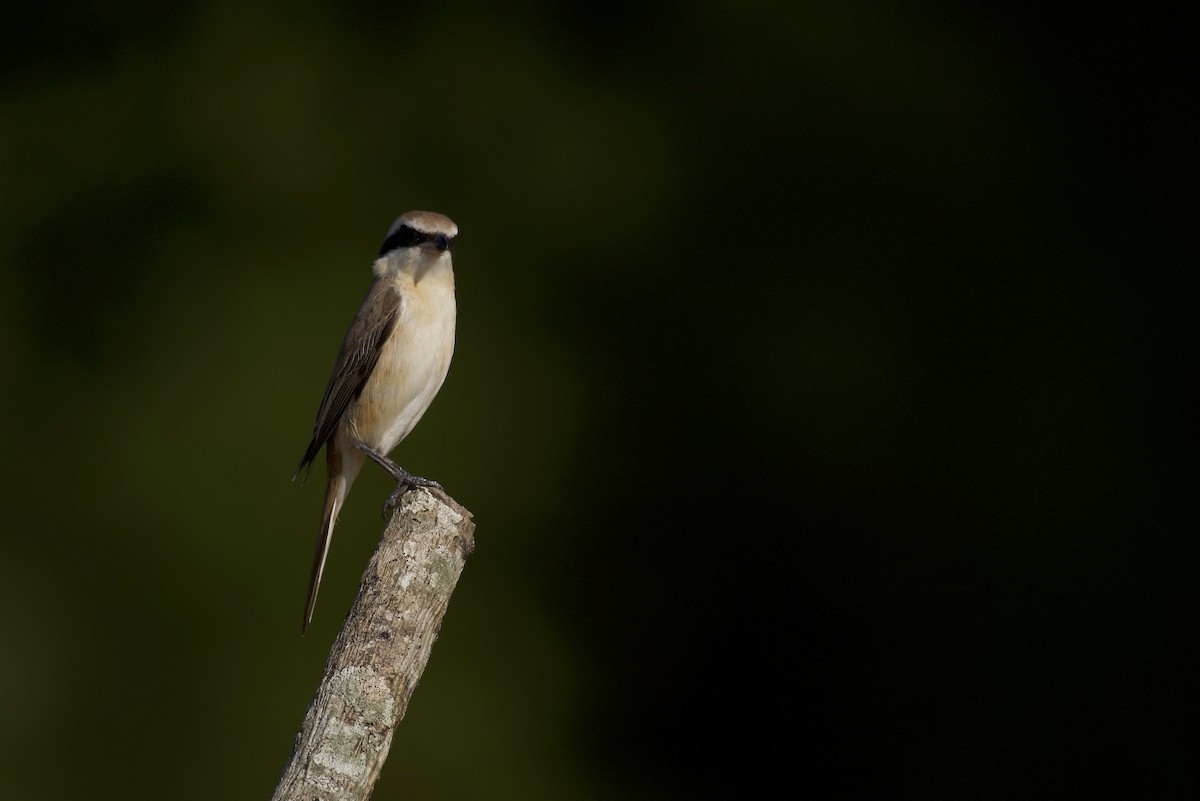 Brown Shrike - ML125527371