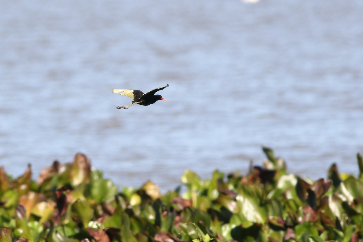 Wattled Jacana (Black-backed) - Ohad Sherer