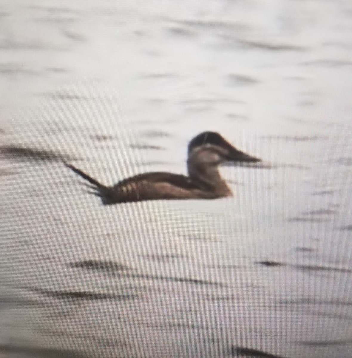 Ruddy Duck - ML125527651