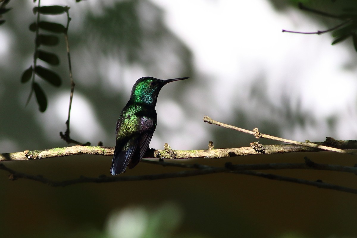 Violet-bellied Hummingbird - ML125528391