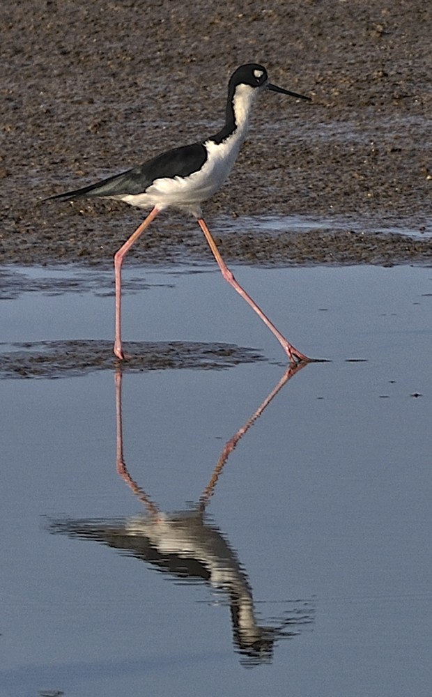 Black-necked Stilt - ML125529841