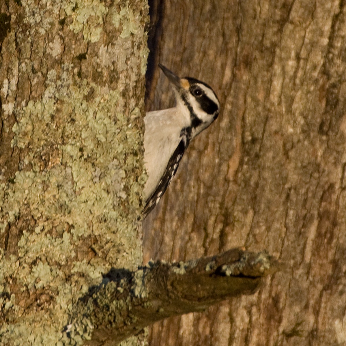 Hairy Woodpecker - ML125530081