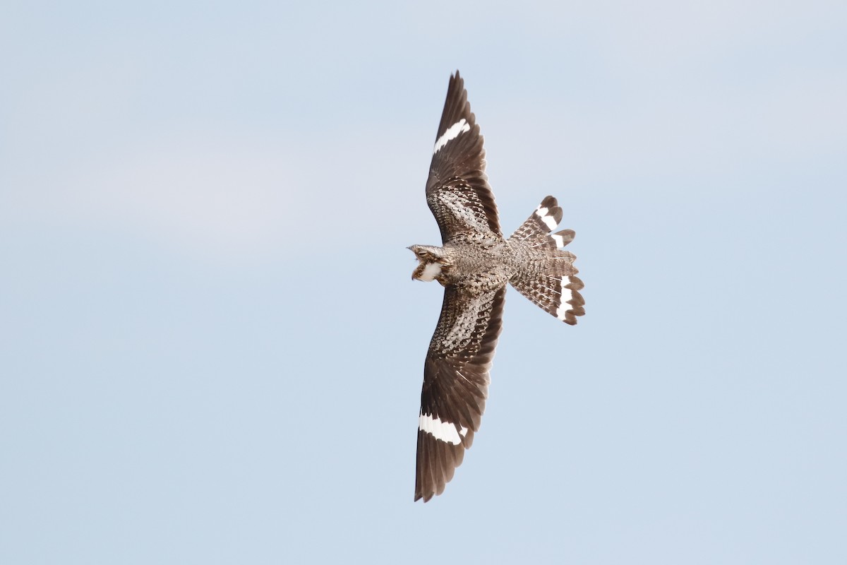 Common Nighthawk - ML125530101