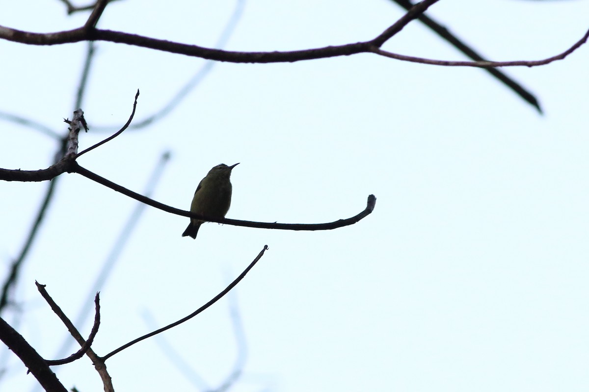 Red-legged Honeycreeper - Ohad Sherer