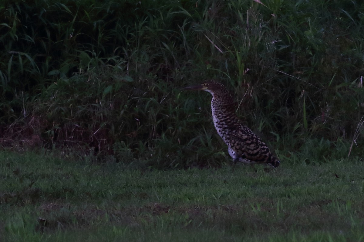 Rufescent Tiger-Heron - Ohad Sherer