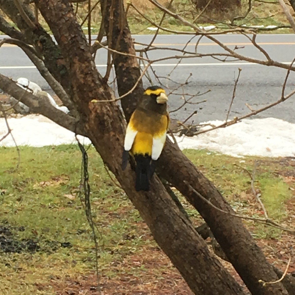 Evening Grosbeak - ML125534051