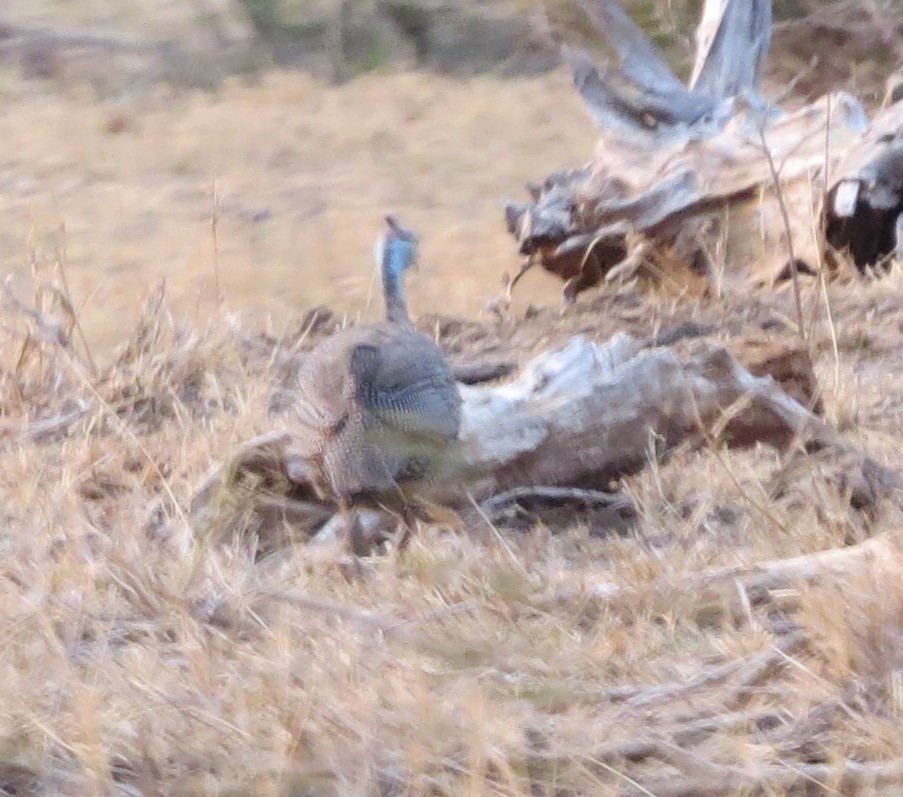 Helmeted Guineafowl - ML125534631