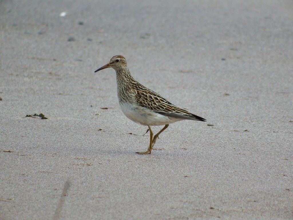 Pectoral Sandpiper - ML125535991