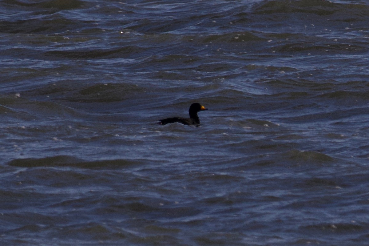 Black Scoter - ML125537991