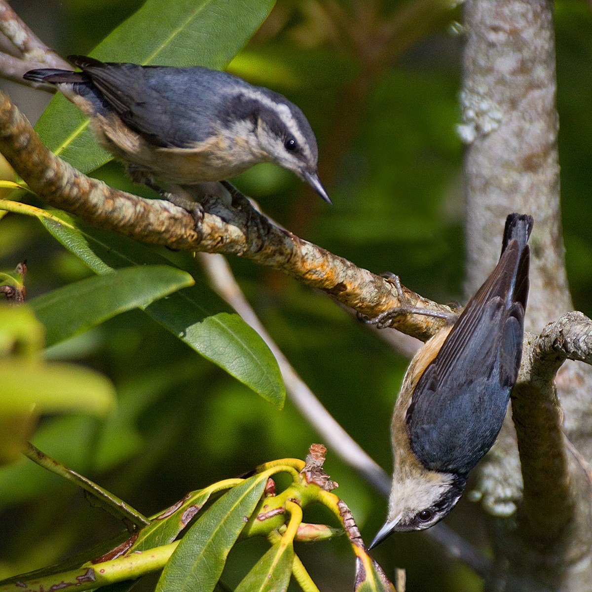 Red-breasted Nuthatch - ML125538451