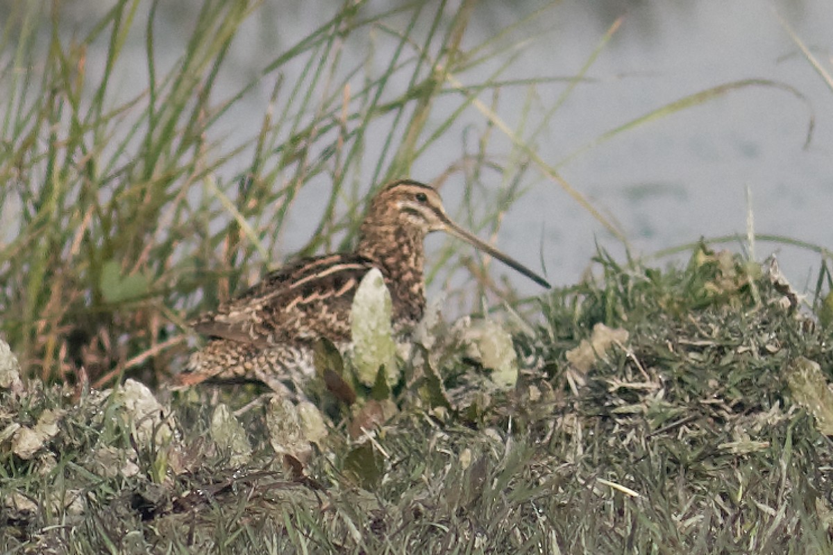 Common Snipe - ML125539301