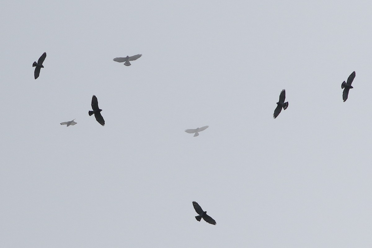 Broad-winged Hawk - Ohad Sherer