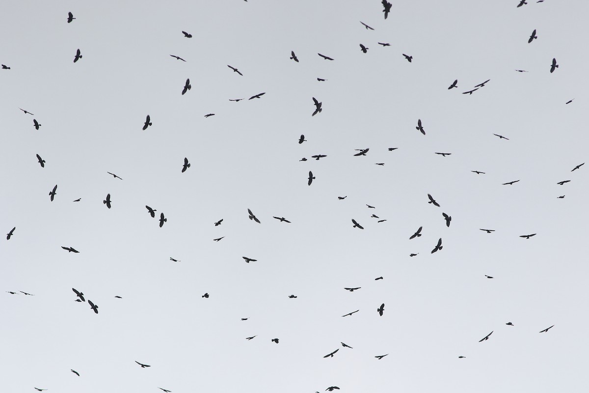 Broad-winged Hawk - ML125540101