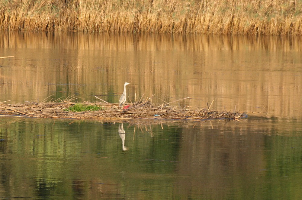 Gray Heron - Gonçalo Elias