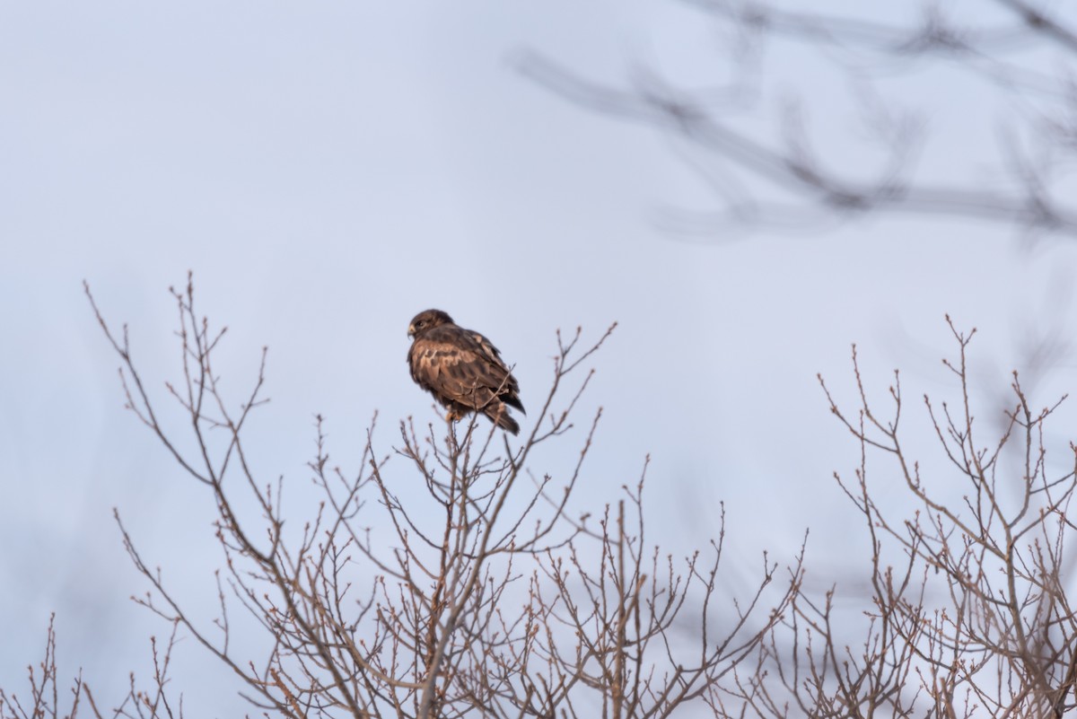 Rough-legged Hawk - ML125541291