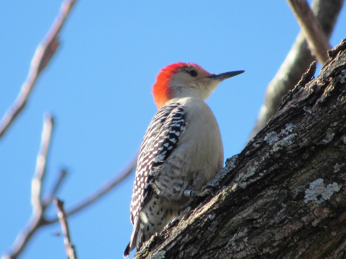 Red-bellied Woodpecker - John Aleknavage