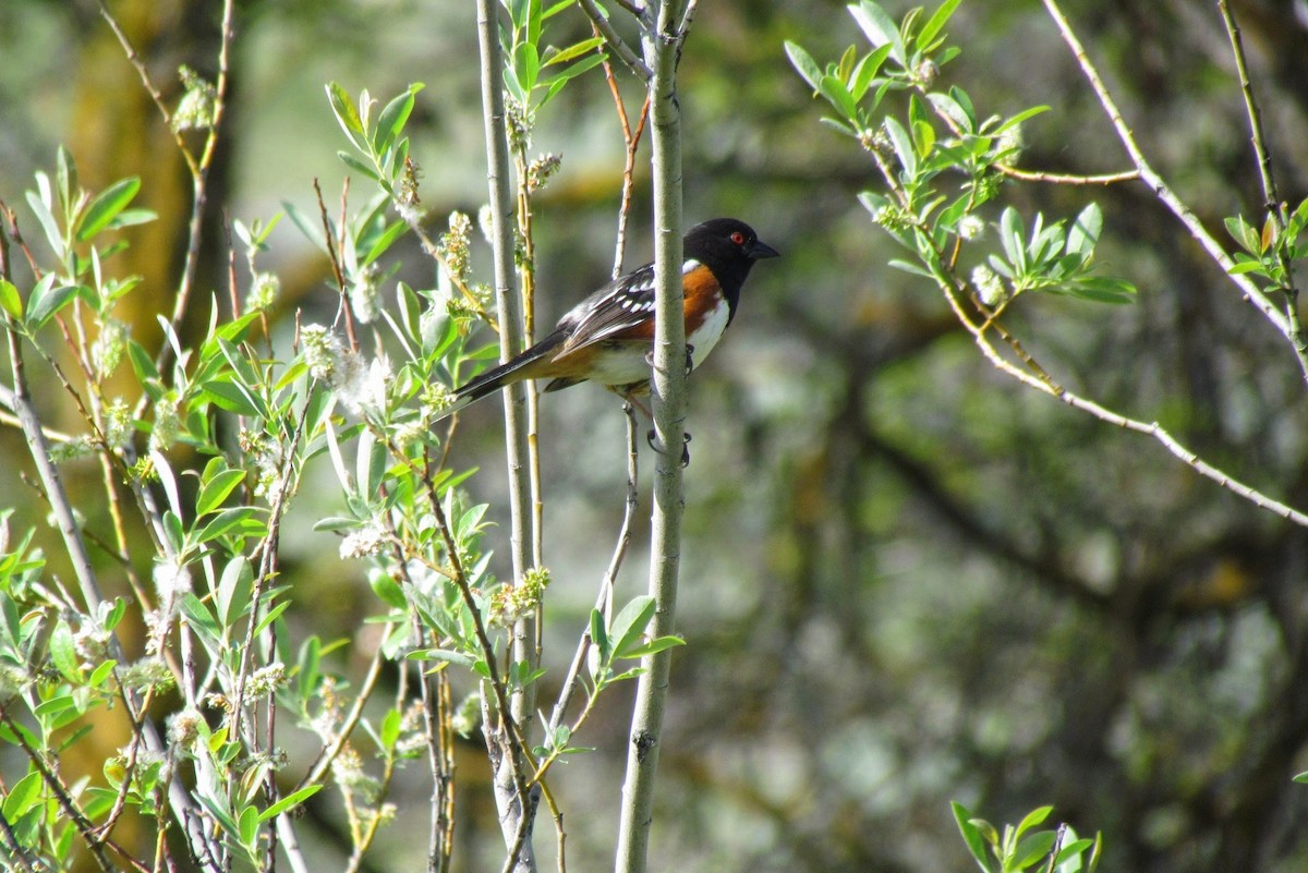 Spotted Towhee - Steve Hofhine