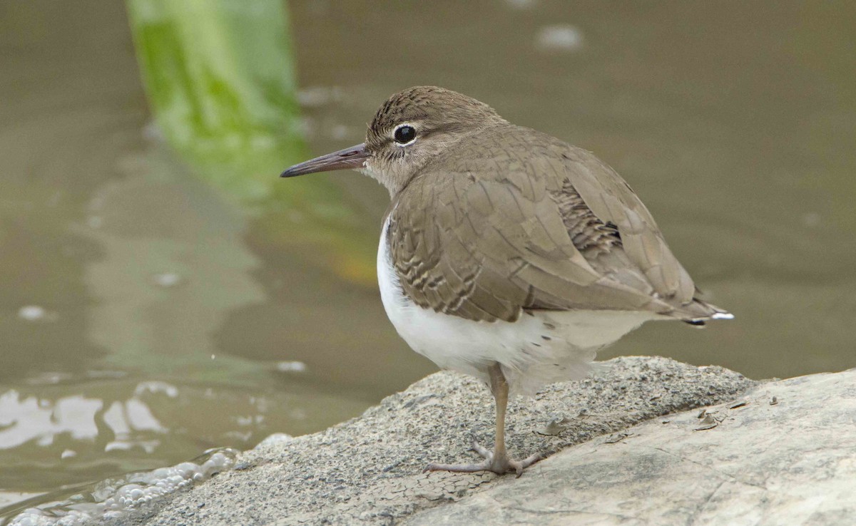 Spotted Sandpiper - ML125544521