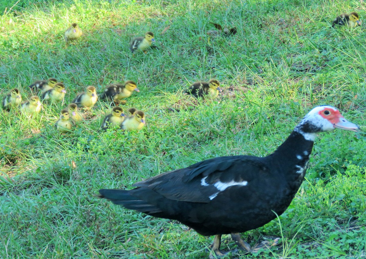 Muscovy Duck (Domestic type) - ML125544631