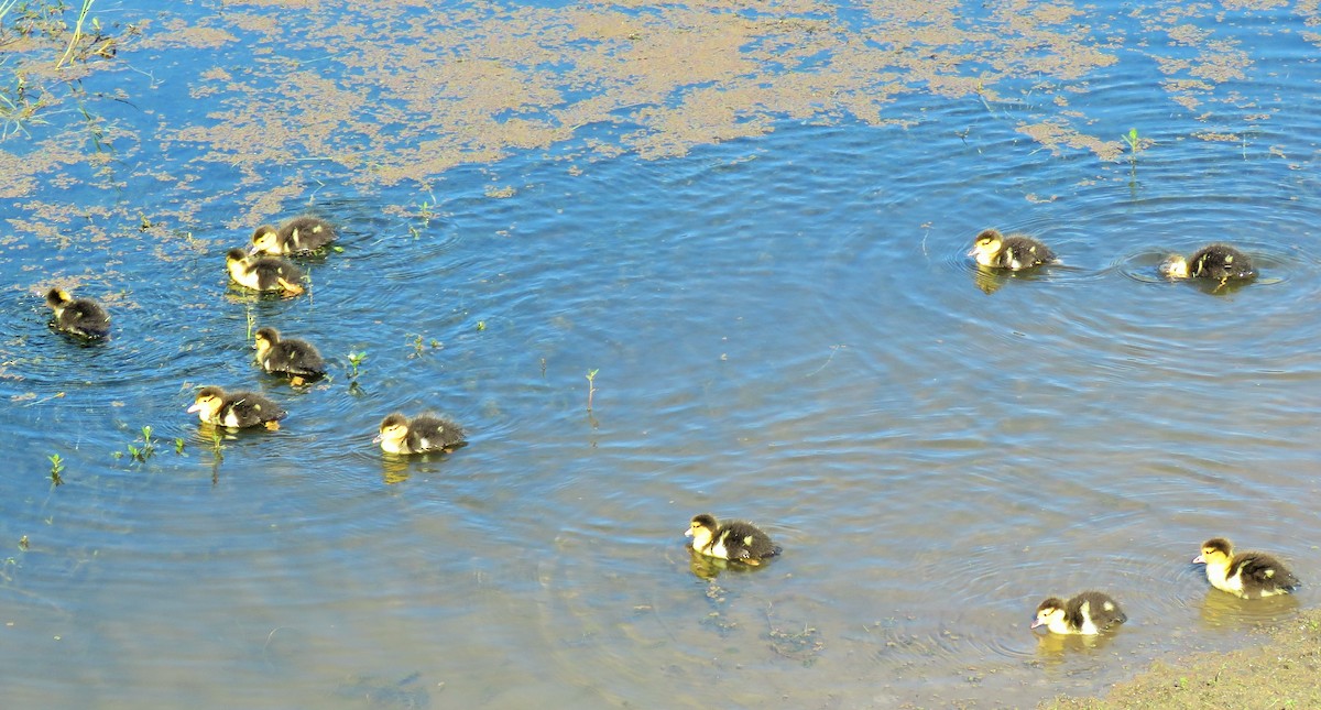 Canard musqué (forme domestique) - ML125544641