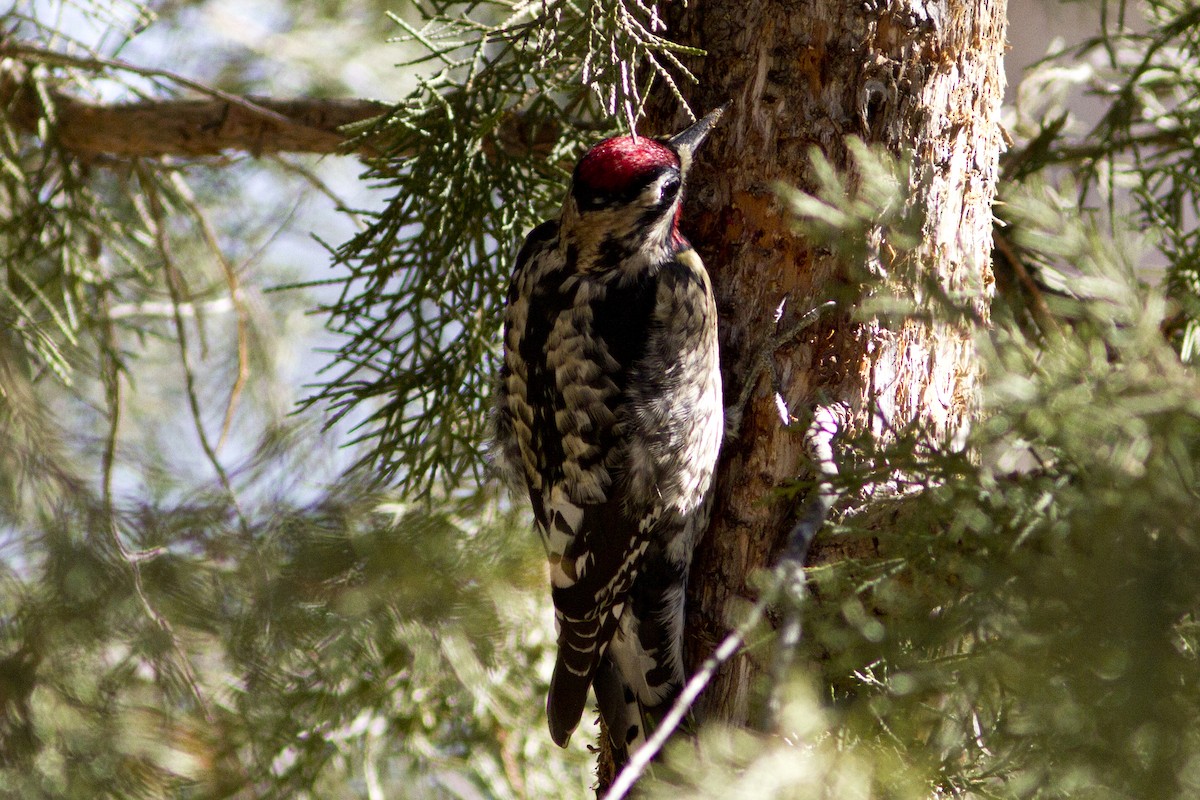 Red-naped Sapsucker - ML125544871