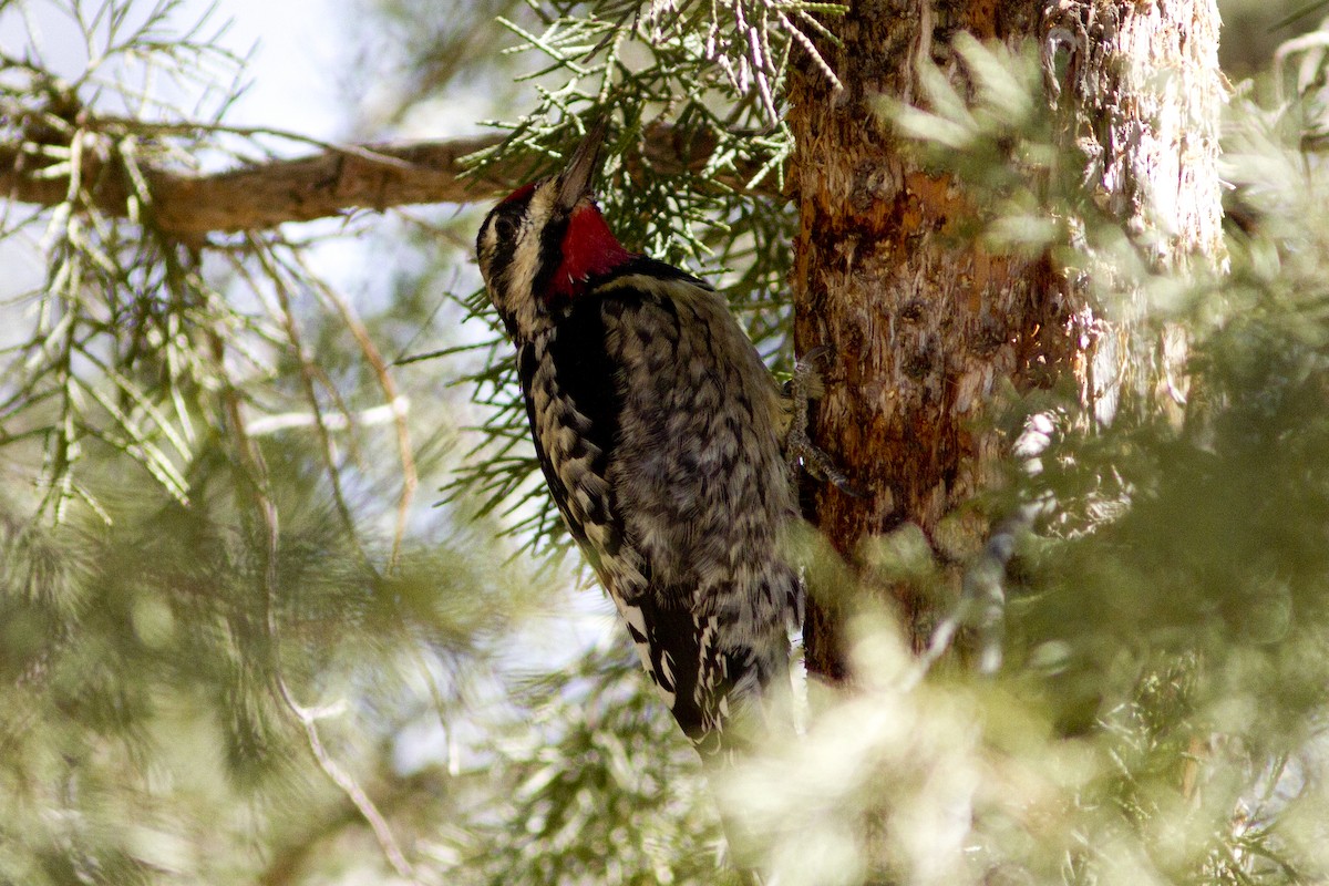Red-naped Sapsucker - ML125545131
