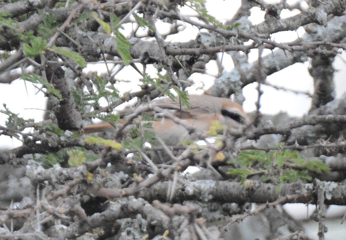 Red-tailed Shrike - ML125545601