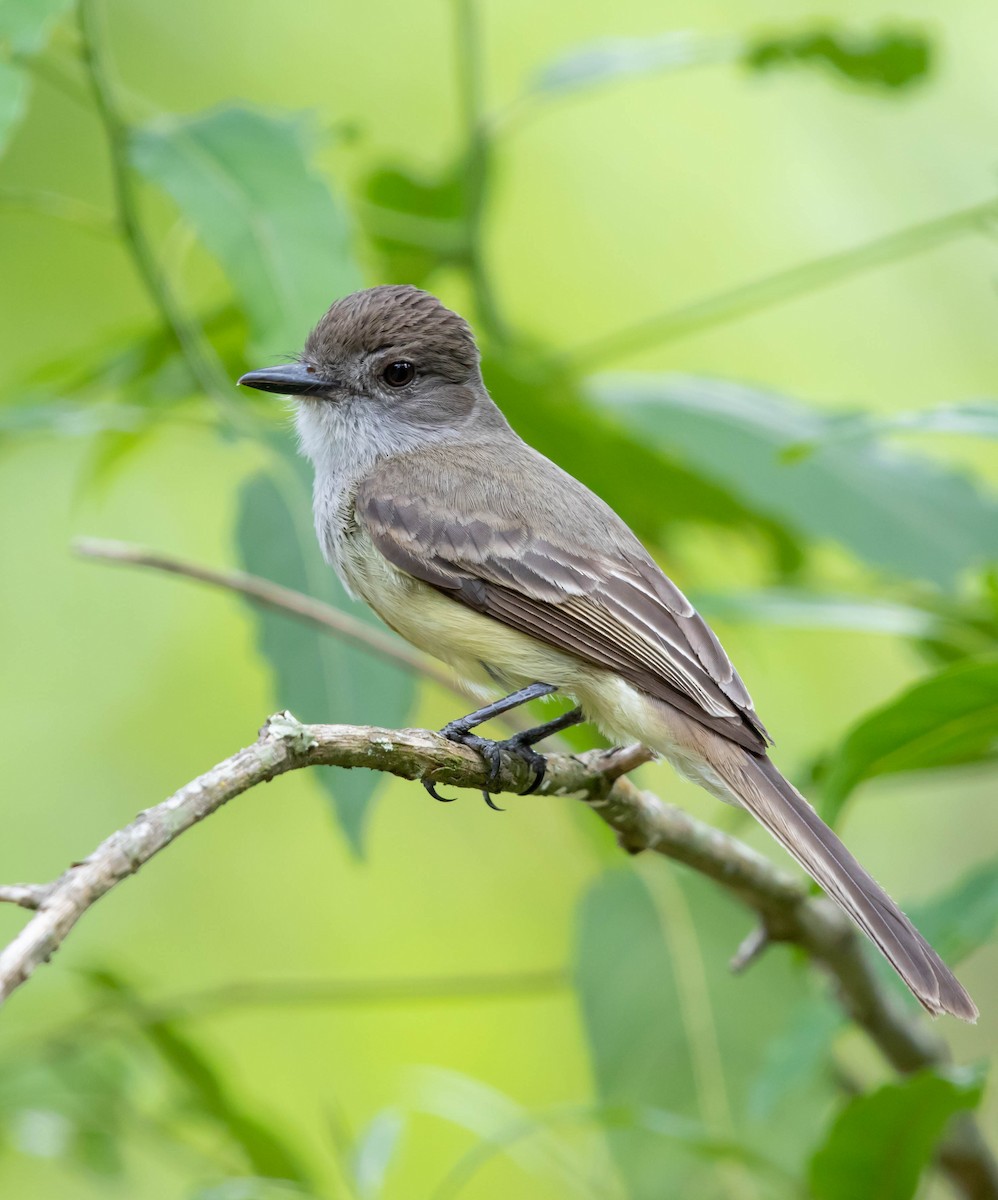 Short-crested Flycatcher - ML125546451