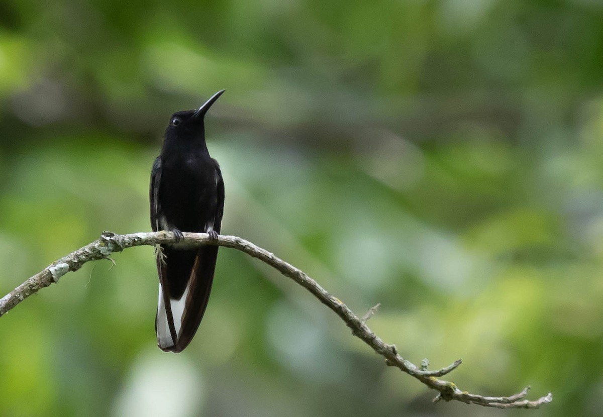 Colibrí Negro - ML125546511