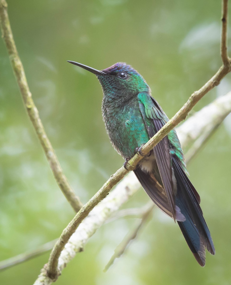 Violet-capped Woodnymph - ML125546641