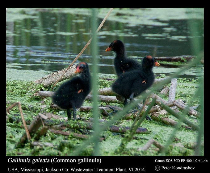 Common Gallinule (American) - ML125546851