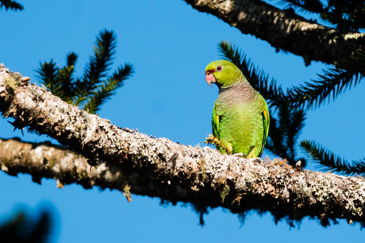 ブドウイロボウシインコ - ML125546901