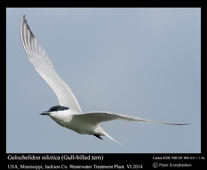 Gull-billed Tern - ML125546951