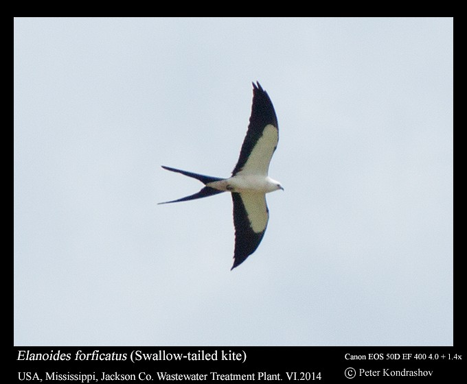 Swallow-tailed Kite - ML125547471