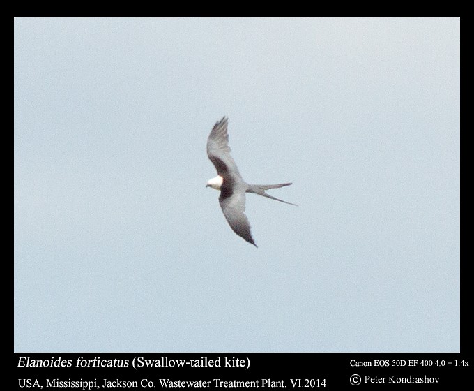Swallow-tailed Kite - ML125547481