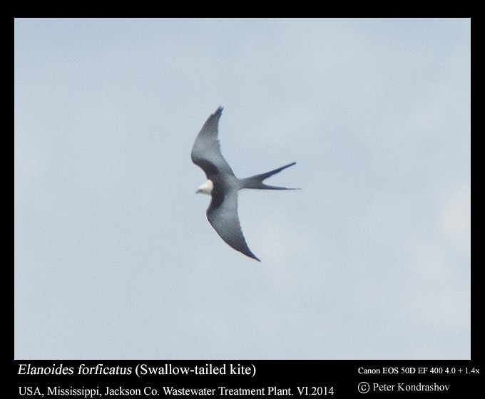 Swallow-tailed Kite - ML125547491