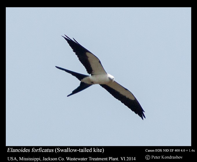 Swallow-tailed Kite - ML125547501