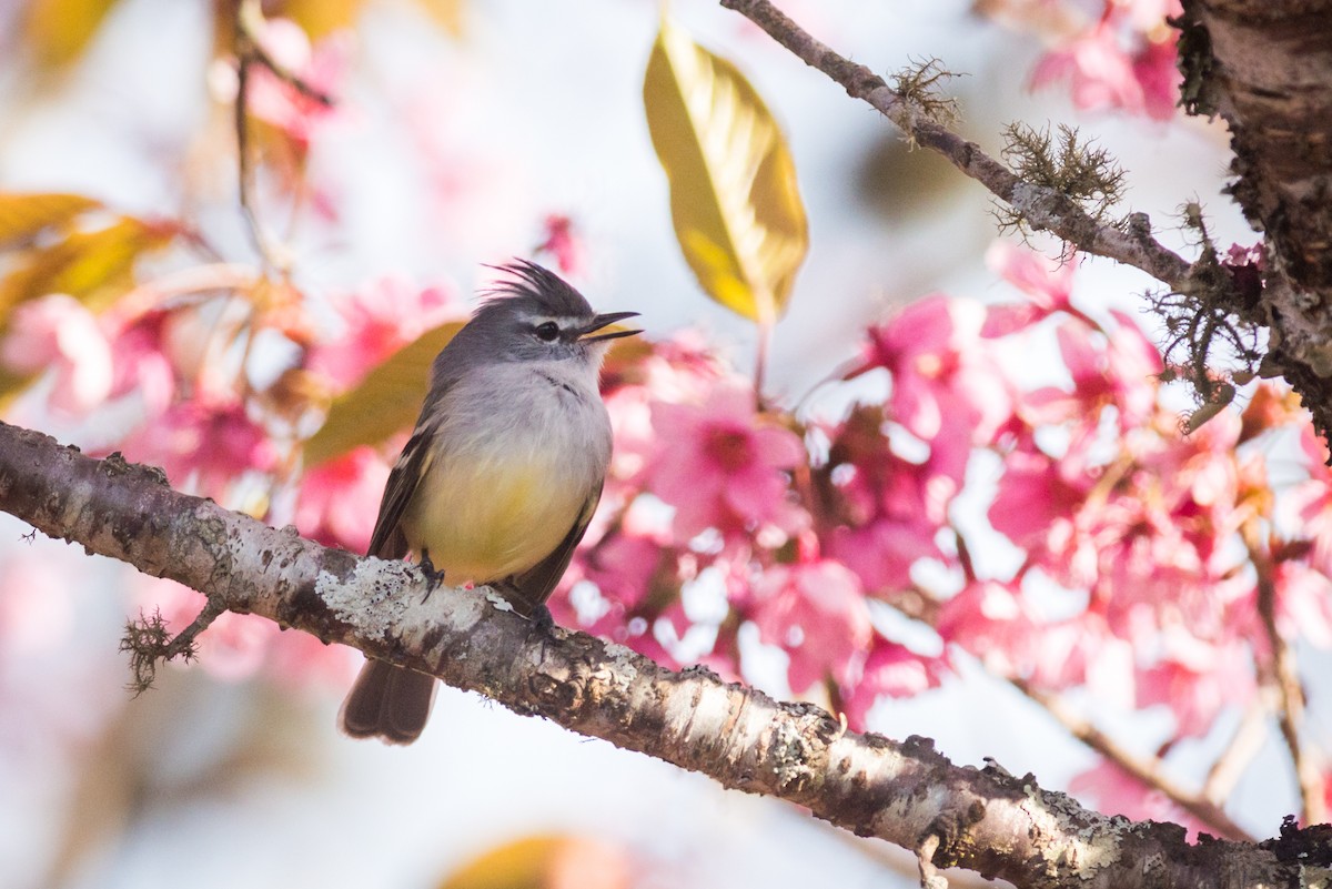 White-crested Tyrannulet (Sulphur-bellied) - ML125547541