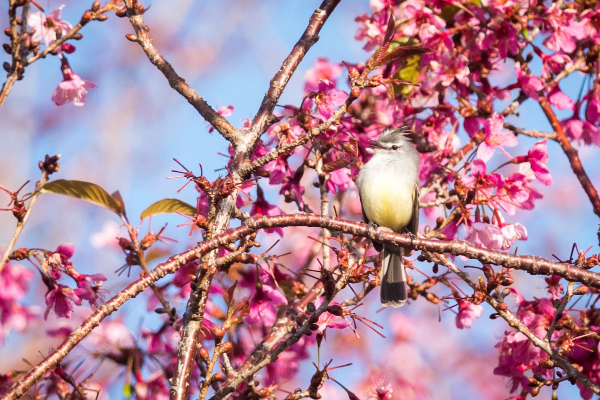 White-crested Tyrannulet (Sulphur-bellied) - ML125547571