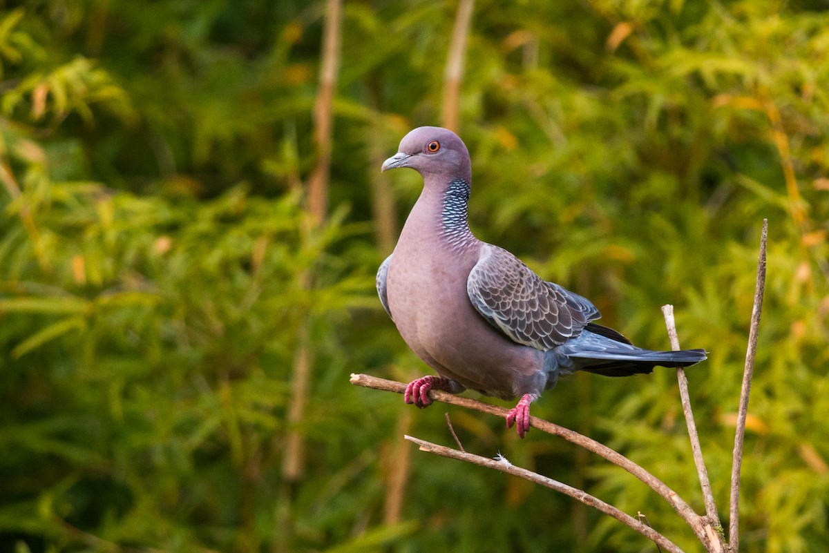 ML125547601 - Picazuro Pigeon - Macaulay Library